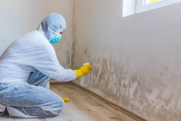 Mold Remediation specialist working in Bird In Hand